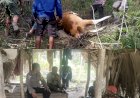 Problem-Solving-Bhabinkamtibmas-Berhasil-Selesaikan-Perselisihan-Sapi-Masuk-Kebun-Secara-Kekeluargaan
