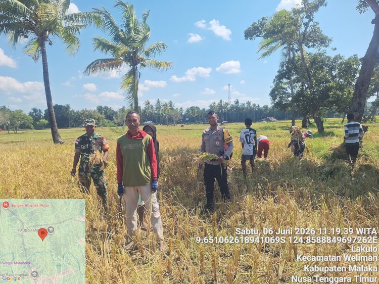 Humanis dan Dekat dengan Masyarakat, Personel Polsek Weliman Bantu Warga Panen Saat Patroli