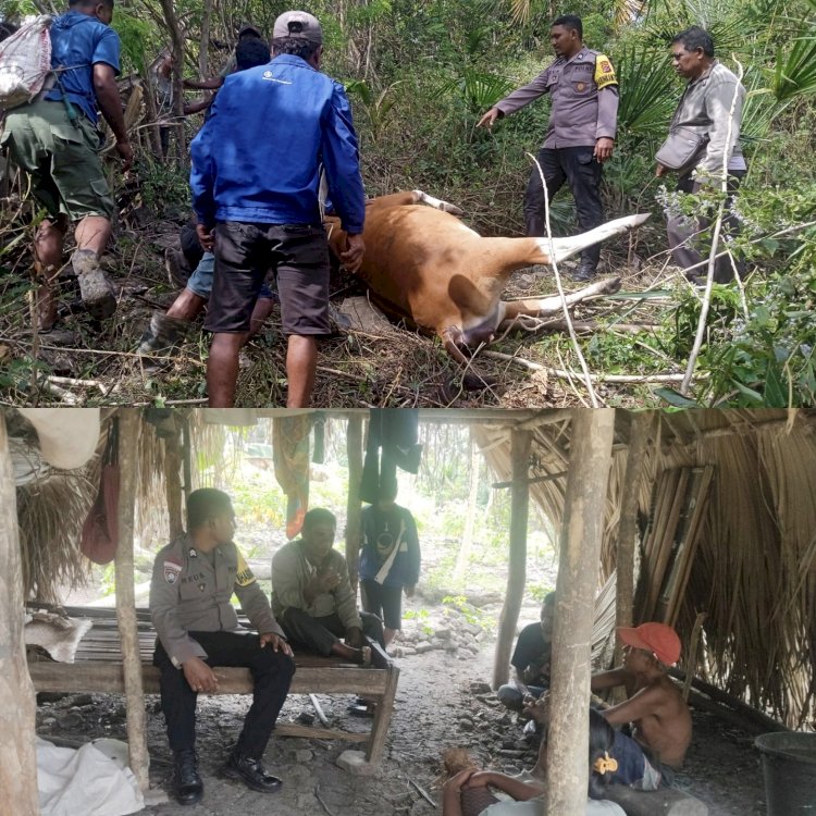Problem Solving Bhabinkamtibmas Berhasil Selesaikan Perselisihan Sapi Masuk Kebun Secara Kekeluargaan